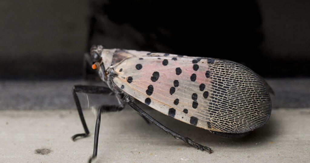 Researchers in Pennsylvania are asking people to collect fireflies for science