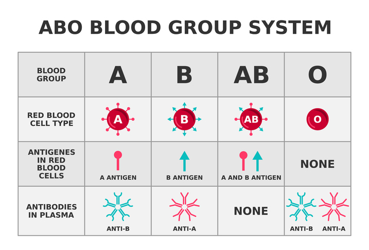 Diagram showing different blood groups, antigens on blood cells and antibodies in blood plasma